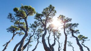 En Pologne, l’énigme de la forêt tordue de Krzywy Las